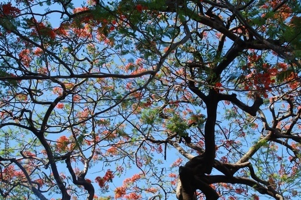 Fototapeta Nature #3