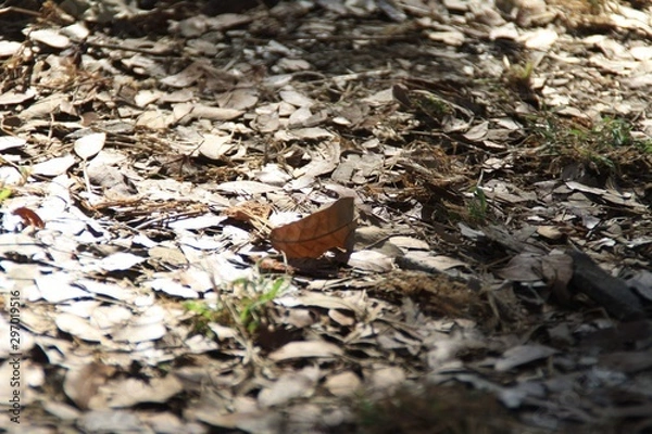 Fototapeta Nature #1