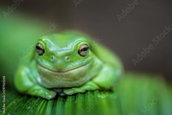 Fototapeta green frog on leaf