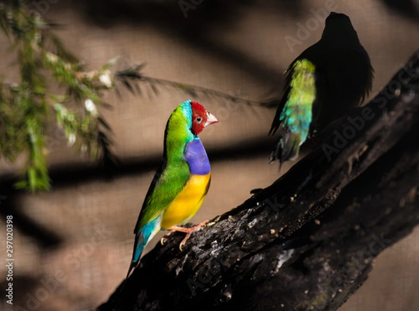 Fototapeta rainbow lorikeet in tree