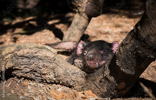 Fototapeta  Tasmanian devil