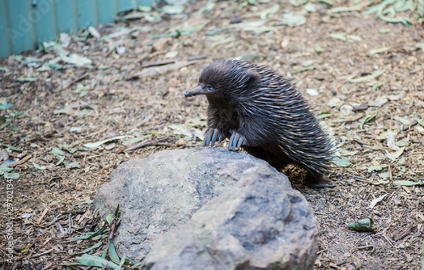 Fototapeta equidna