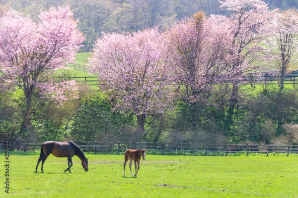 Obraz 北海道の牧場