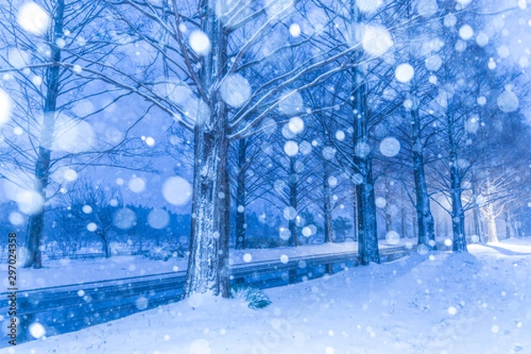 Obraz 一生に一度は雪のメタセコイア並木を見に行こう！