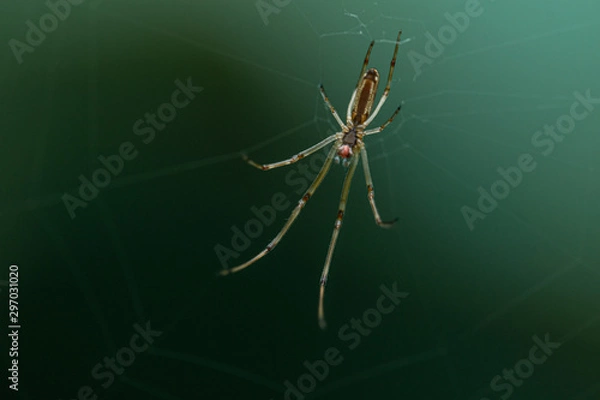 Obraz 蜘蛛