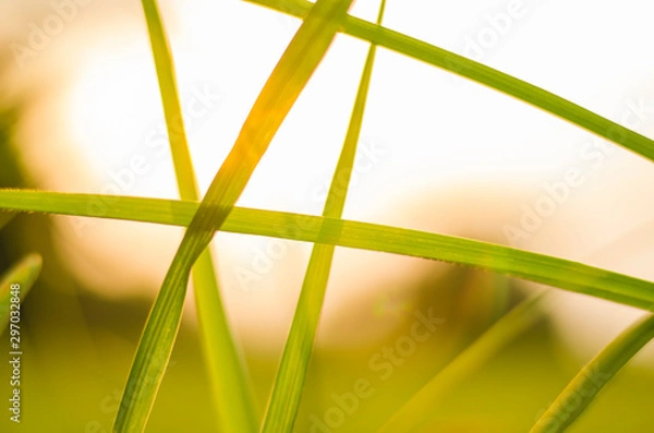 Obraz Close up Grass texture background