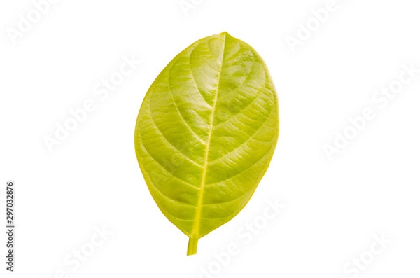 Obraz pattern green leave on white background 