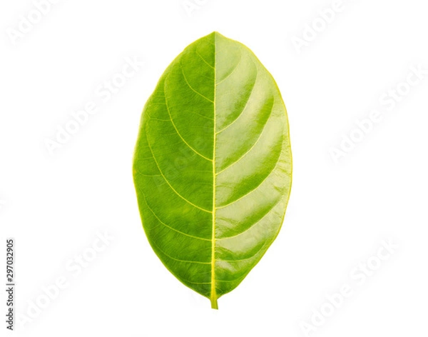 Obraz pattern green leave on white background 