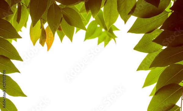 Obraz leaf flame on isolate white background