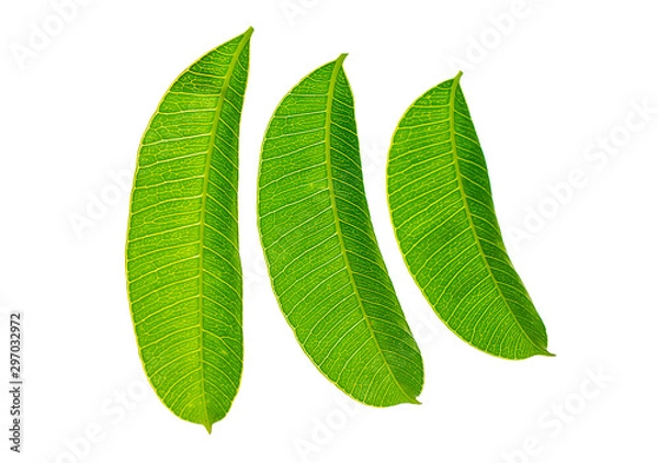 Obraz three leaf on isolated Beautiful of pattern