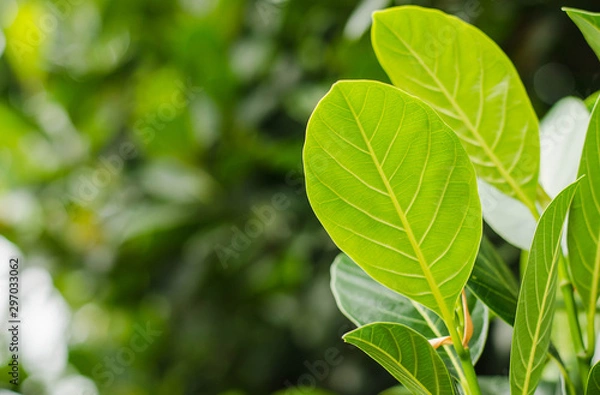 Obraz The young leave on tree in the rainy season new born. Feels fresh and relax.