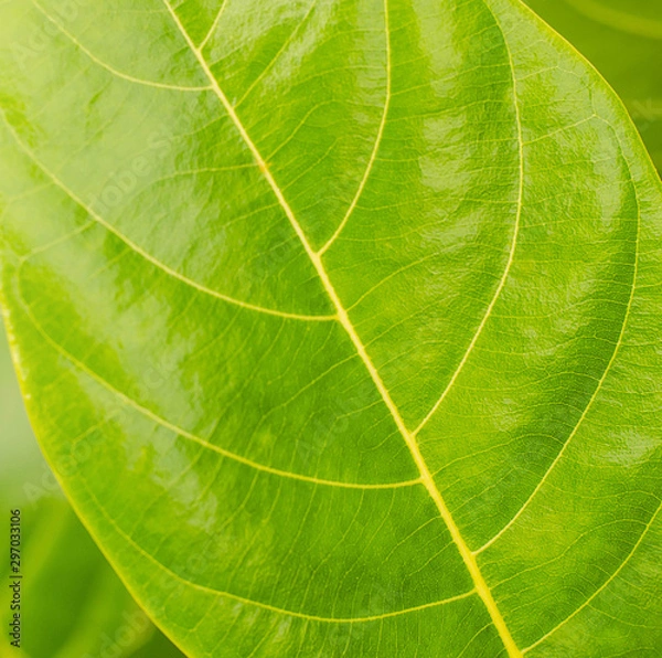 Obraz close up leaf texture