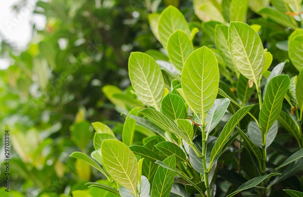 Obraz leaf texture