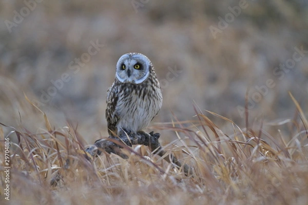 Obraz コミミズク