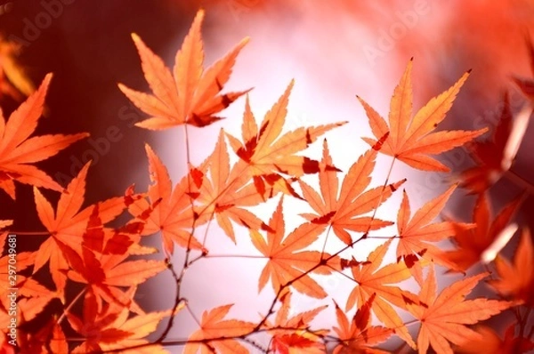 Fototapeta 日本 秋の紅葉