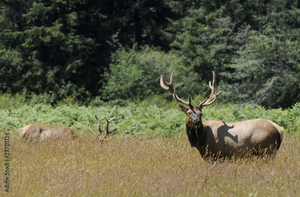 Obraz Roosevelt Elk