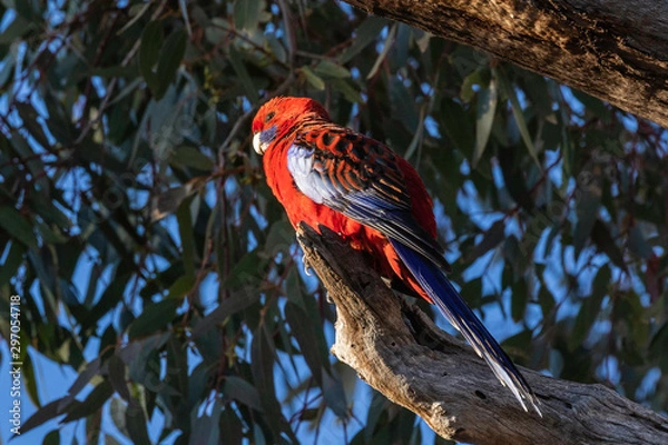 Fototapeta Crimson Rosella
