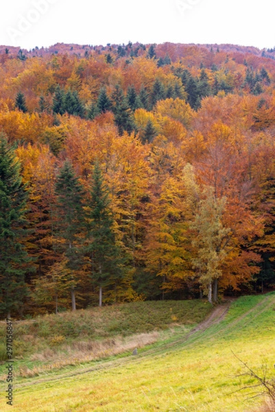 Fototapeta Colorful trees at autumn in the Polish mountains