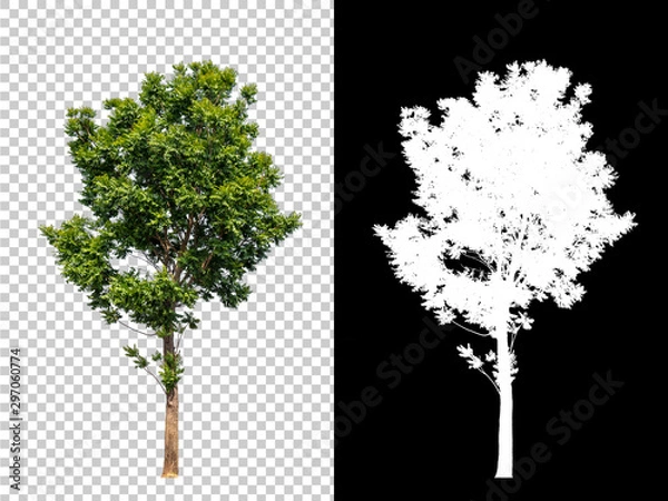 Fototapeta Isolated single tree with clipping path and alpha channel on a transparent picture background. Big tree large image is easy to use and suitable for all types of art work and print.