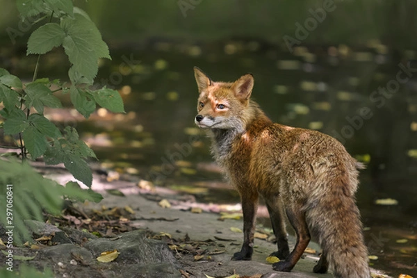 Obraz Fox in a zoo with head in sunlight