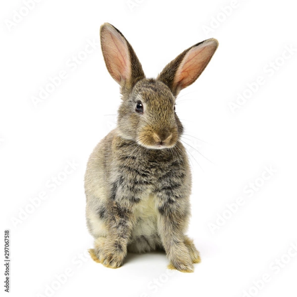 Obraz rabbit on a white background 