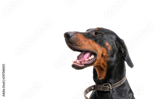 Obraz Portrait on the shoulders of a Doberman dog on a white background