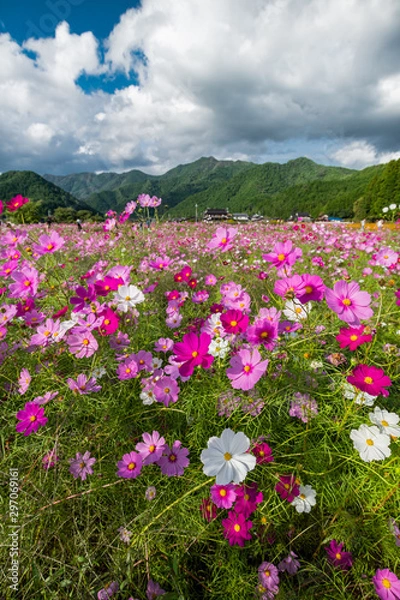 Fototapeta 兵庫県　丹波市　清住コスモス園の秋の景色