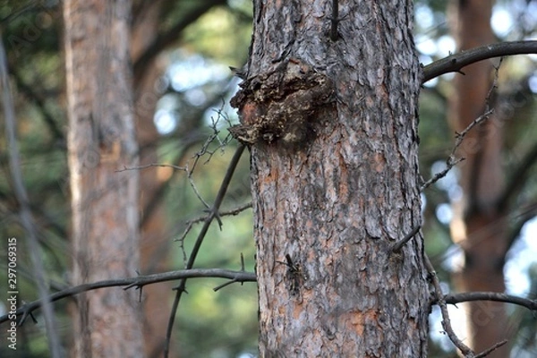 Fototapeta tree in the forest