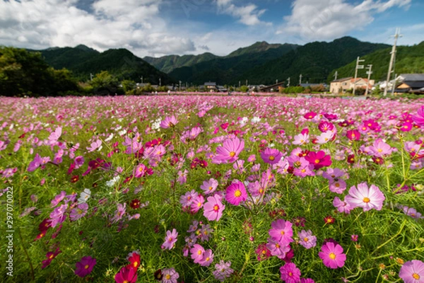 Fototapeta 兵庫県　丹波市　清住コスモス園の秋の景色