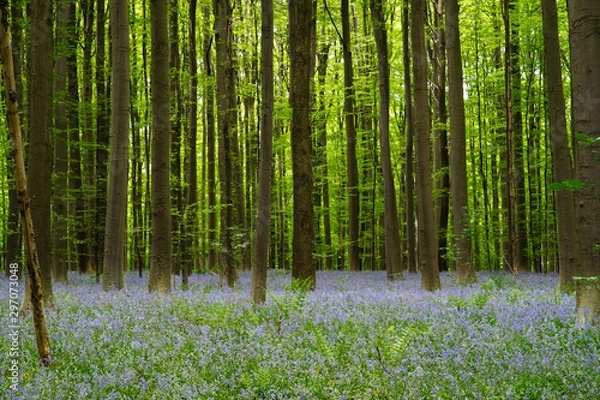 Fototapeta Beautiful forest with trees and purple flowers in bloom in nature