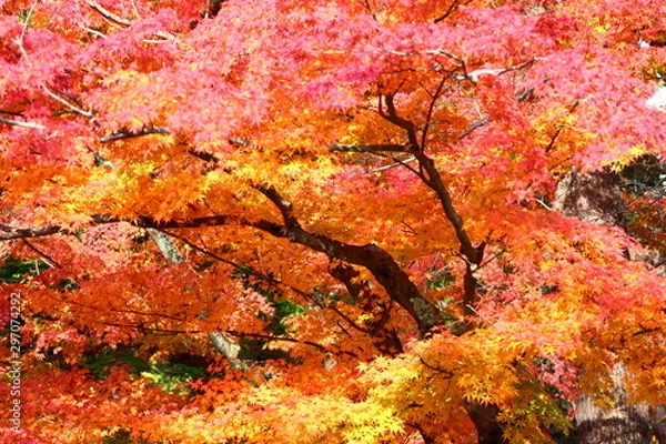 Fototapeta 紅葉
