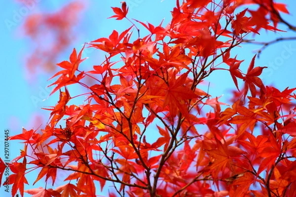 Obraz 紅葉