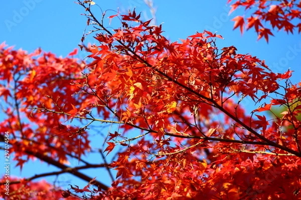 Obraz 紅葉