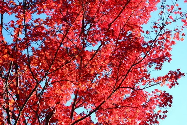 Obraz 紅葉