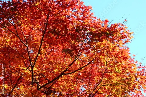 Obraz 紅葉