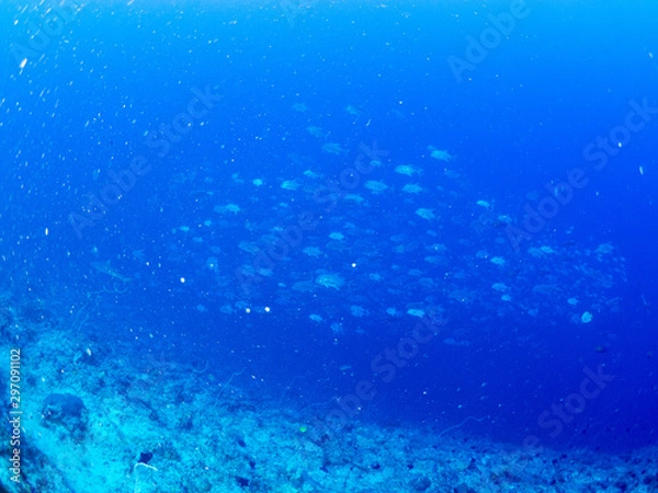 Fototapeta パラオ_ペリリュー_スキューバダイビング