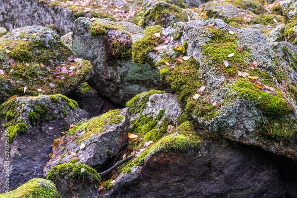 Fototapeta Moss and fallen leaves on boulders