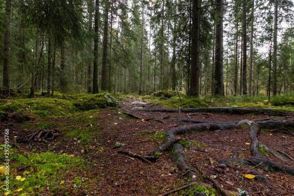 Fototapeta Path in autumn forest shot from ground level