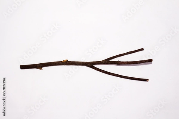 Obraz a one clipped twig