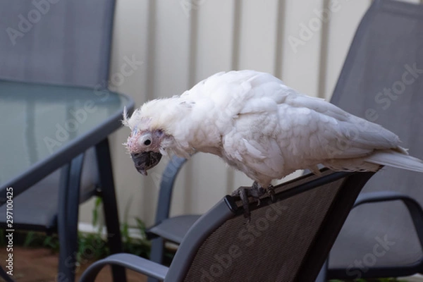 Fototapeta Sulphur-crested cockatoo suffering from Psittacine beak and feather disease - PBFD. Urban wildlife.