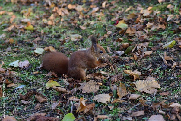Fototapeta Eurasian red  Squirrel shells and eats nuts in the autumn leaf