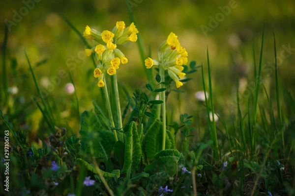 Obraz Echte Schlüsselblume (Primula veris)