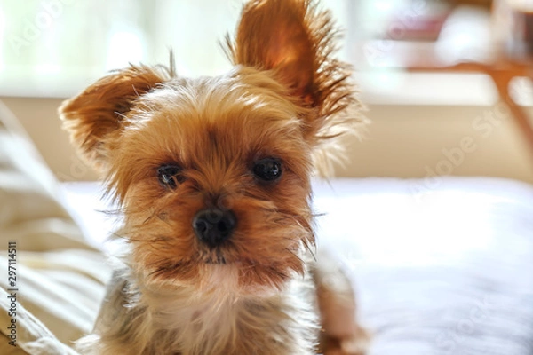 Obraz ベッドの上のヨークシャーテリア