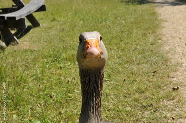 Obraz Goose