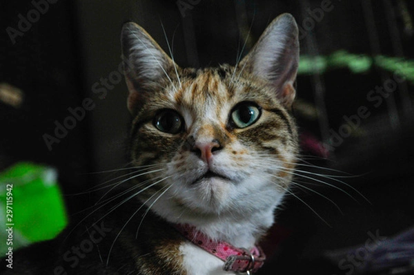 Obraz Princess the Cat