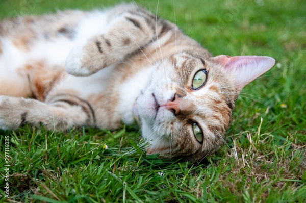 Obraz Princess the Cat