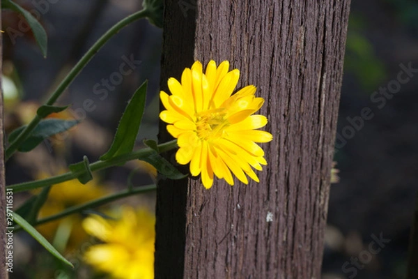 Obraz Blümchen am Zaun