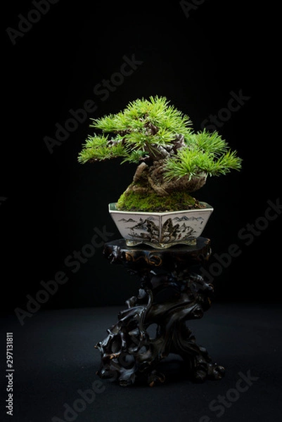 Obraz Bonsai 15