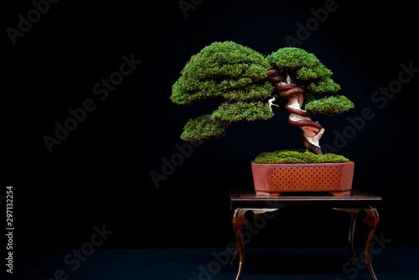 Obraz Bonsai 14