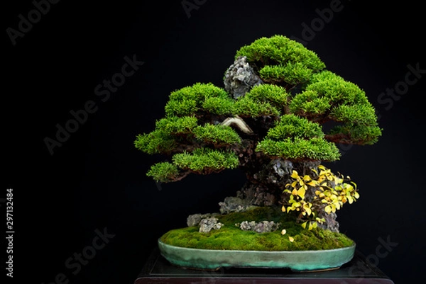 Obraz Bonsai 12